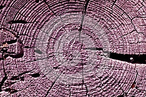 purple toned old tree cut texture.