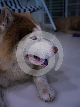 Purple Tongue Dog in Living Room