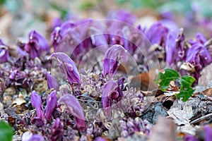 Purple toothwort, Lathraea clandestina, purple flower photo