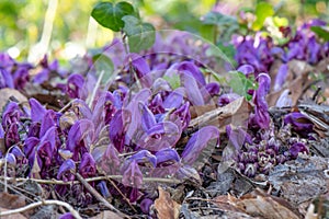 Purple toothwort, Lathraea clandestina, parasitic flower