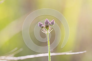 Purple top flowers Verbena bonariensis