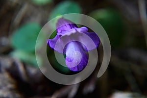 Purple Torenia flower