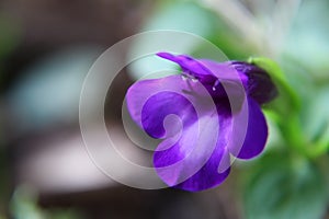 Purple Torenia flower