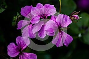 Purple Trailing Geraniums