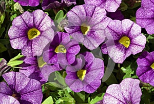 Bright Purple-veined Flowers of Calibrachoa 'Noa Blue Legend'