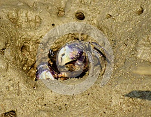 Purple tree crab