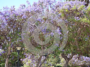 Purple tree Ovalle, Chile