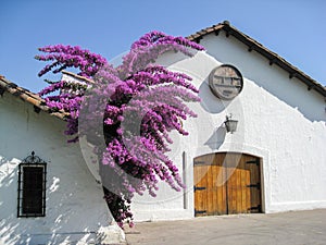 Purple Tree on a White Wall