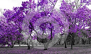 Purple trees in a surreal black and white forest landscape scene in Central Park, New York City