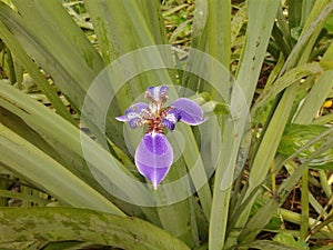 Purple Trimezia Flower - Walking Iris - Nature - Garden - Plants photo