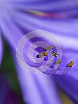 Purple Tropical Flower Stamens, Macro Lense