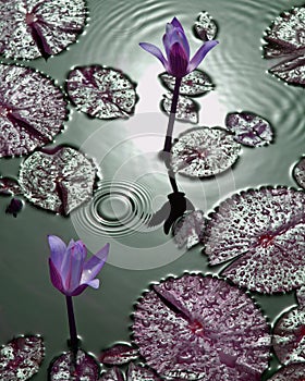 Purple tropical water lilies with water droplets