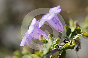 Purple Trumpet Flower with Furry Petals