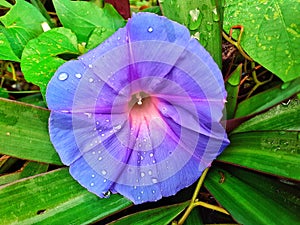 A purple trumpet flower, which grows on the side of a residential road in the city of Bogor, Indonesia.