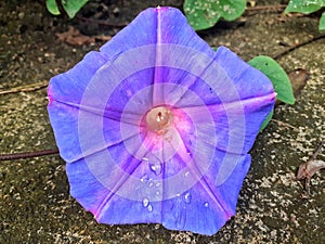 A purple trumpet flower, which grows on the side of a residential road in the city of Bogor, Indonesia.