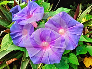 A purple trumpet flower, which grows on the side of a residential road in the city of Bogor, Indonesia.