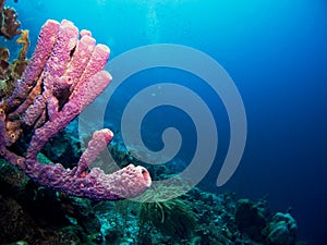 Purple tube sponge