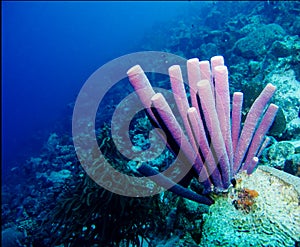 Purple tube sponge