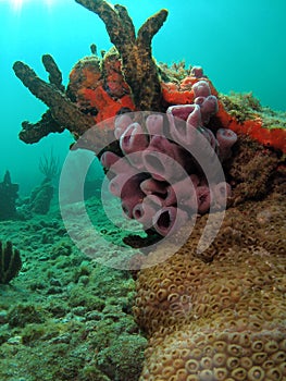 Purple Tube Sponge