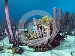 PURPLE TUBE SPONGE : Aplysina lacunosa