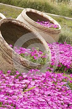 Purple tubs of flowers