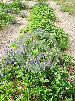 Purple Tufted Vetch plant in strawberry patch