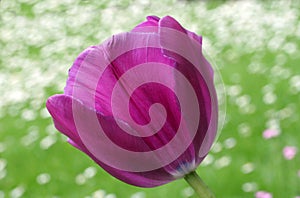 Púrpura tulipán 