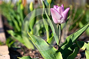 purple tulip on a background of green leaves in the garden.