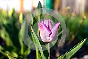 Purple tulip growing in the garden. Spring background. Selective focus. photo