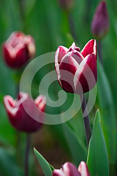 Purple tulip bloom closeup, springtime, nature floral background, greeting card