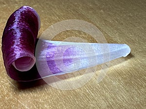 Purple tulip blooms at white wooden table.