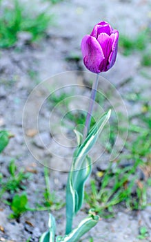 Purple tulip with a blurry background.