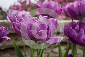 Purple tulip, Botanical Gardens of Balchik, Bulgaria