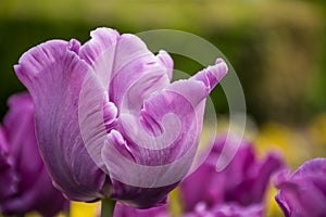 Purple tulip, Botanical Gardens of Balchik, Bulgaria