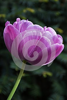 Purple tulip, Botanical Gardens of Balchik, Bulgaria