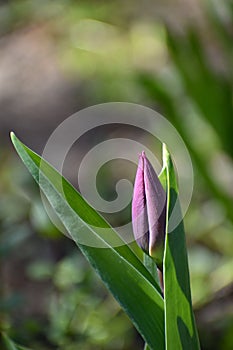 Purple tulip bud getting ready to show its amazing petals