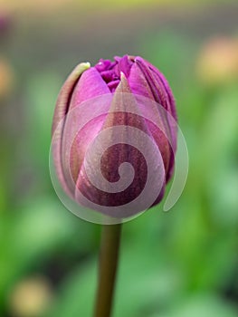 Purple tulip bud. Greenbackground