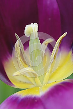 Purple tulip closeup