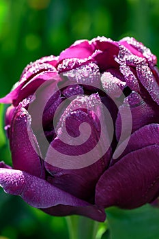 Purple Tulip Covered with Dew Drops