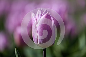 Purple tulip on the flower bulb field on Island Goeree-Overflakkee