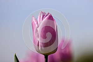 Purple tulip on the flower bulb field on Island Goeree-Overflakkee