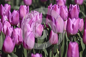 Purple tulip on the flower bulb field on Island Goeree-Overflakkee