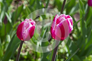 Purple tulip flower close up