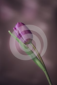 Purple Tulip flower with green leafs and water drops on pink background, spring