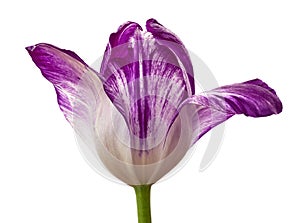 Purple tulip flower isolated on a white background with clipping path. Close-up.