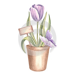 Purple tulip in flower pot with sign and butterfly. Spring garden flower. Isolated hand drawn watercolor botany