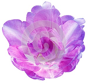 Purple tulip flower on white isolated background with clipping path. Closeup. For design.