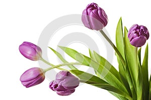 Purple Tulip Flowers Isolated