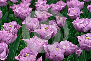 Purple tulip flowers in spring garden, park