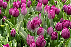 Purple tulip flowers in spring garden, park